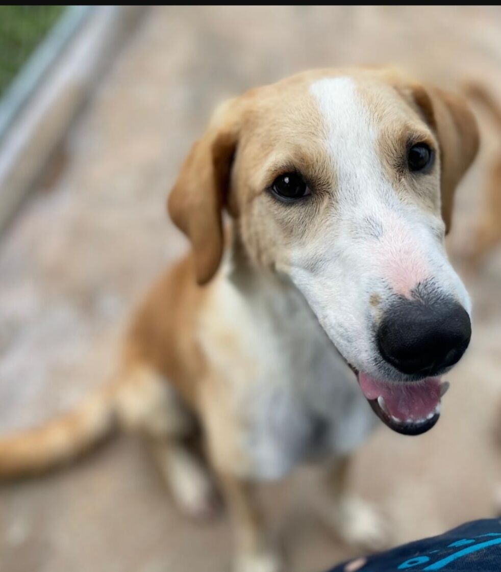 Pet of the Week: Nestlé